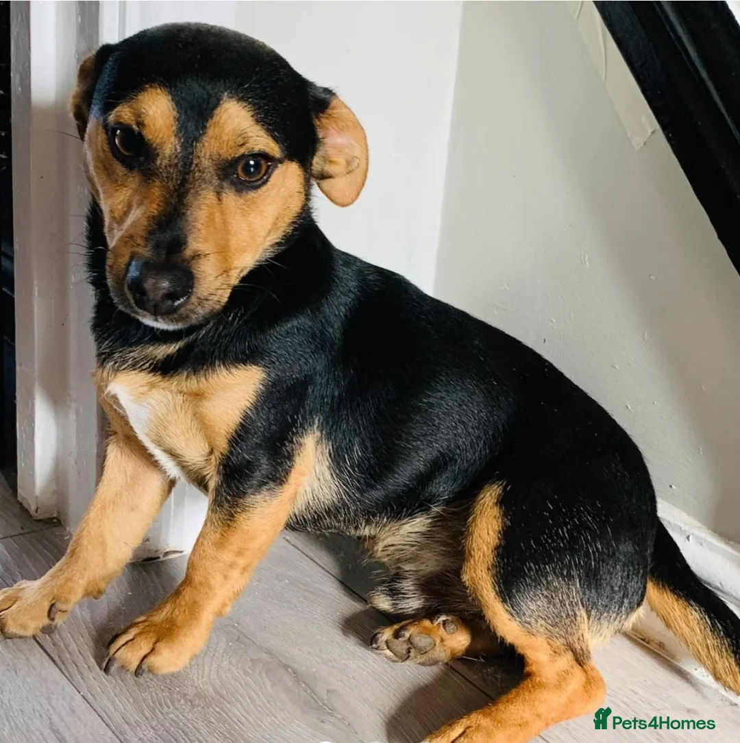 Jack Russell dogs for stud: ‼️ STUD ‼️ Miniature Jack Russell  - Advert 1