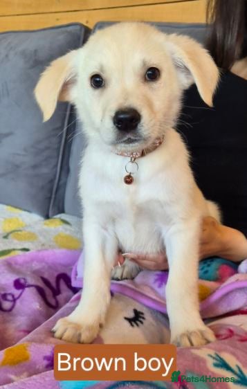 Golden Shepherd dogs for sale: Golden retriever cross German Shepherd puppies - Advert 1