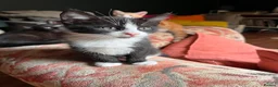 Mixed Breed cats for sale: Four varied mixed breed kittens - Advert 20
