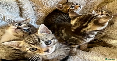 Bengal cats in Dorking - Advert 5