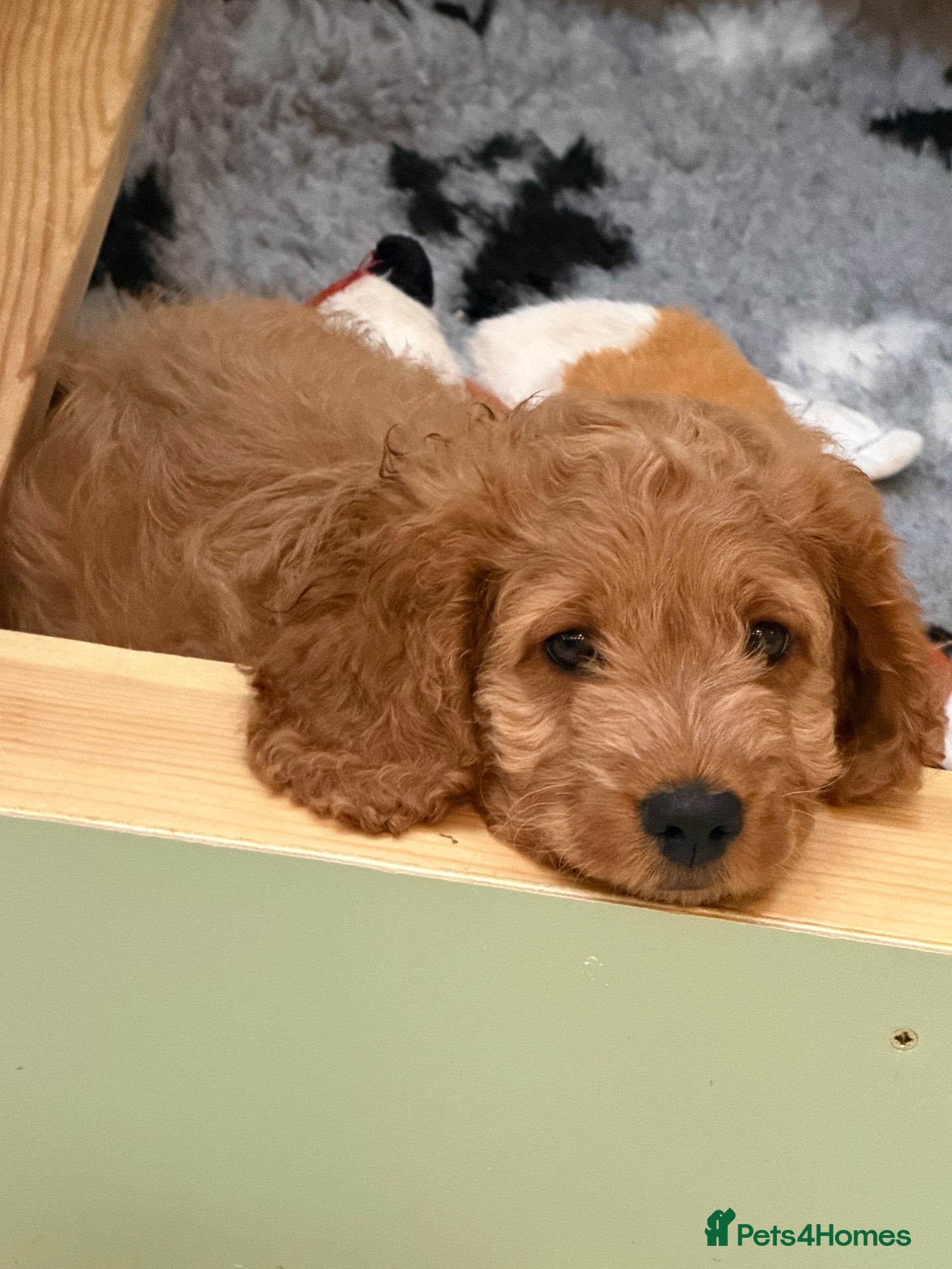 Cavapoo dogs Beautiful Red Cavapoo Puppies - 1 boy left - Advert 17