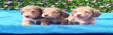 Miniature Dachshund 3