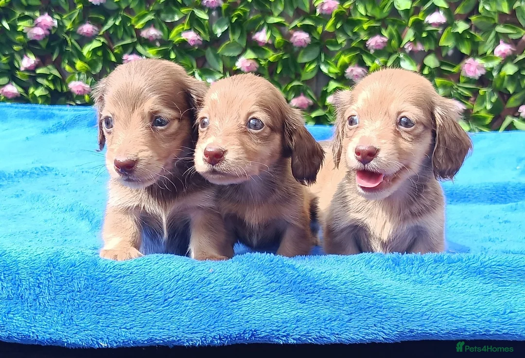Miniature Dachshund dogs for sale: FULLY VAX "TALLY" MINI LH  KC REG PRA CLEAR - Advert 29