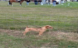 Lakeland Terrier dogs for stud: Quality lakeland standing at stud  - Image 8