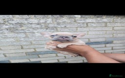 French Bulldog dogs for sale: Exotic Bi g R frenchie girl pups - FLUFFY CARRIERS - Image 6