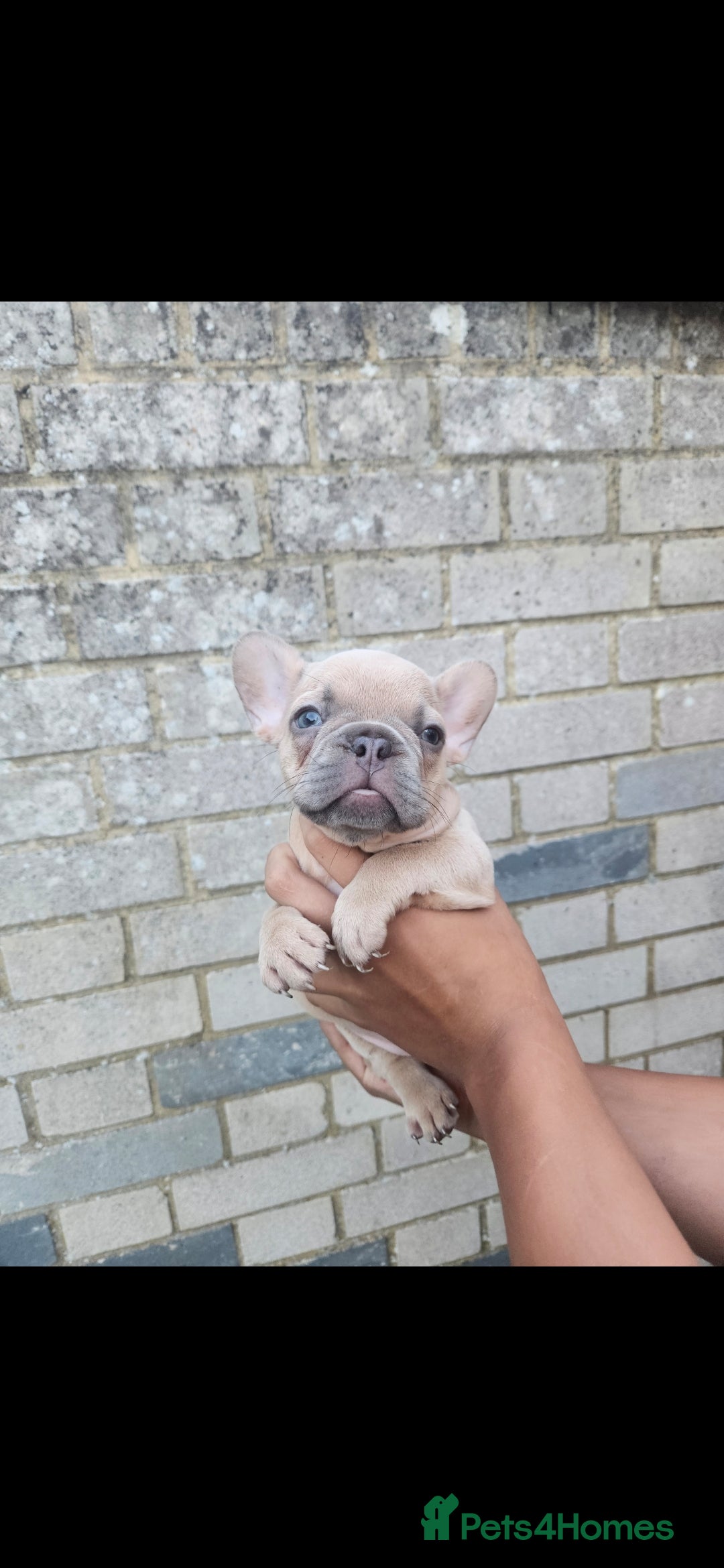 French Bulldog dogs for sale: Exotic Bi g R frenchie girl pups - FLUFFY CARRIERS - Image 6