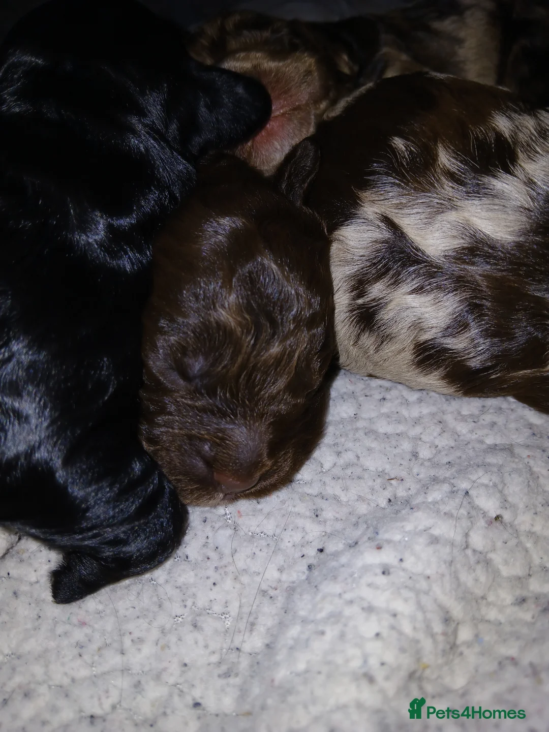 Cockapoo dogs for sale: F1 miniature cockapoos available 16th feb - Advert 14