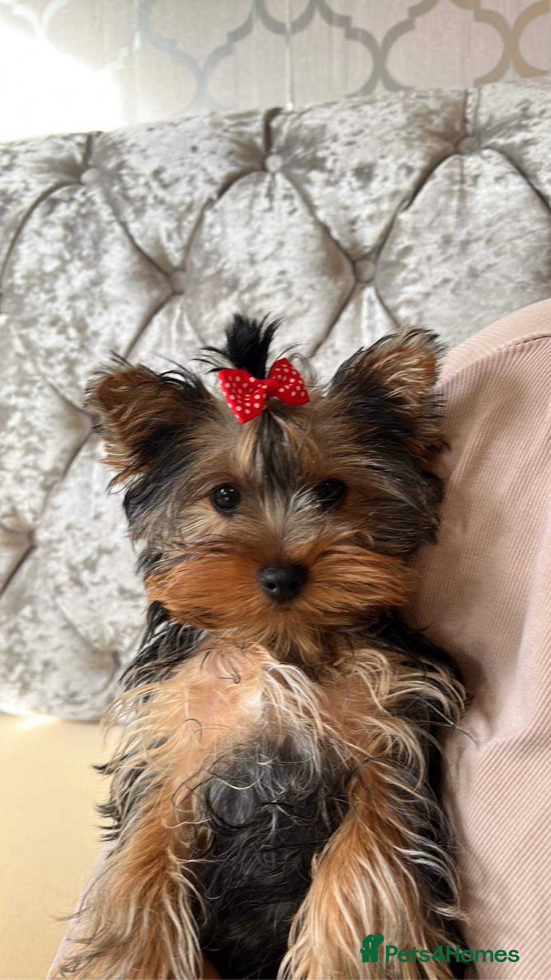 Yorkshire Terrier dogs for sale: 🐶✨ Adorable Yorkshire Terrier Puppy’s  in London - Image 6