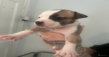 American Bull Staffy dogs - Advert 14