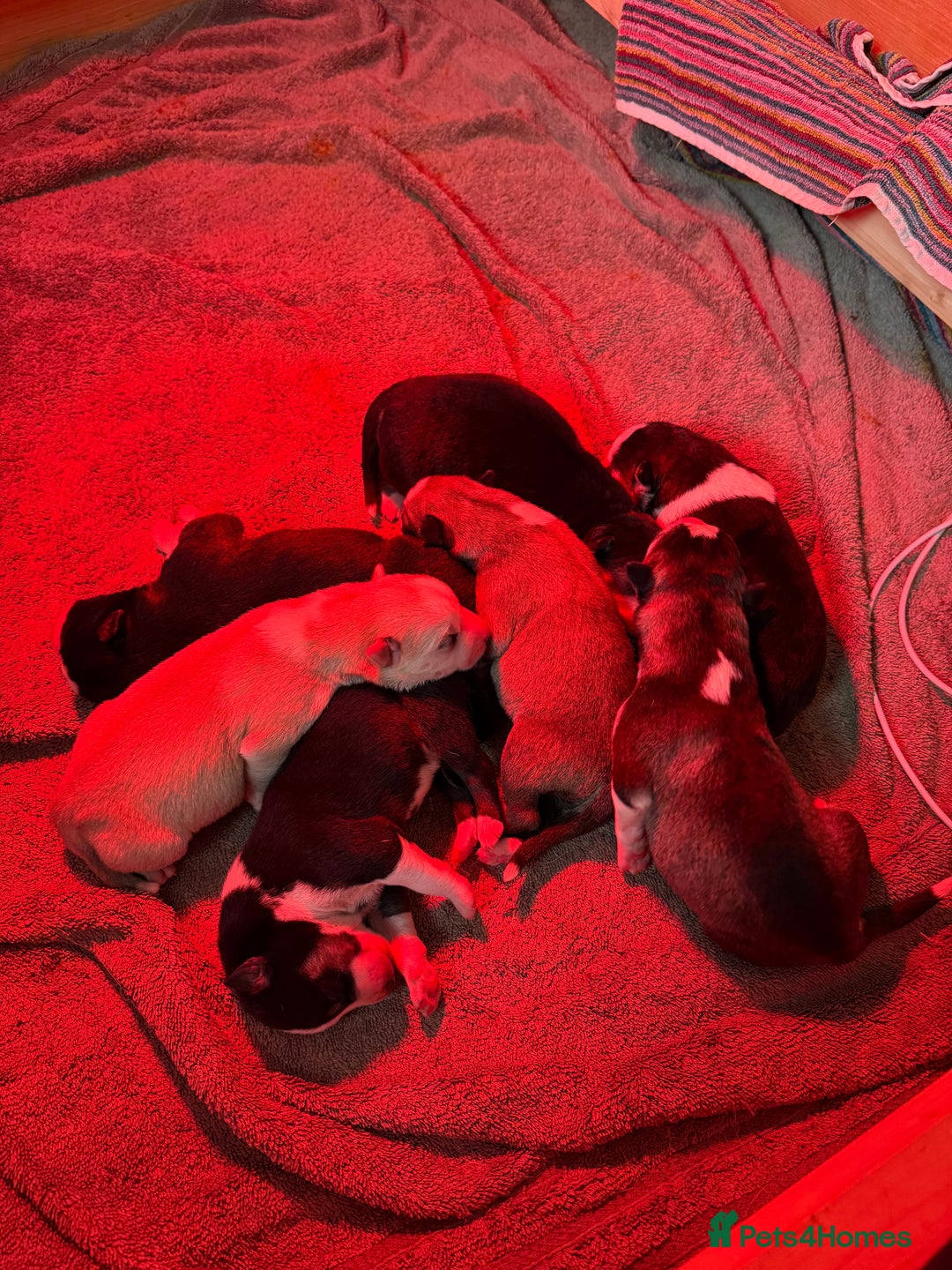 Siberian Husky dogs for sale: Husky puppies for sale - Image 26