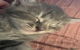 Mixed Breed cats for sale: Smokey Grey kittens for sale - Image 2