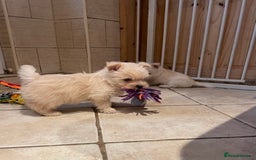 Cairn Terrier dogs for sale: Stunning cairn terrier puppies  - Image 1