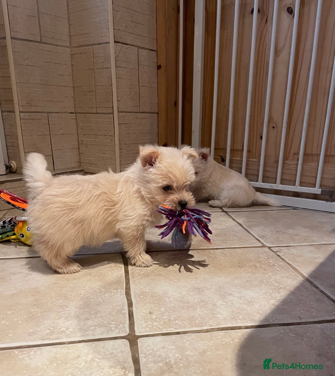 Cairn Terrier dogs for sale: Stunning cairn terrier puppies  - Image 1