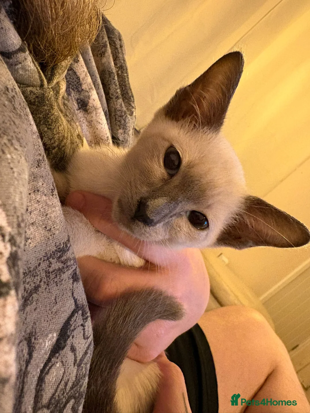 Siamese cats for sale: Blue point siamese female kitten - Advert 4