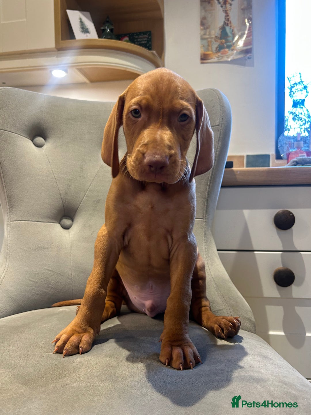 Hungarian Vizsla dogs for sale: Stunning cheeky chap - Advert 1