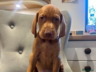 Hungarian Vizsla dogs Stunning cheeky chap - Advert 1