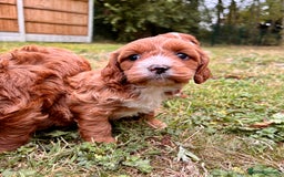 Cavapoo dogs for sale: Stunning cavapoo pups *ready to leave 29th august* - Image 16