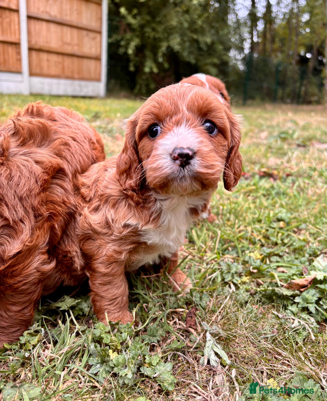 Cavapoo dogs for sale: Stunning cavapoo pups *ready to leave 29th august* - Image 16