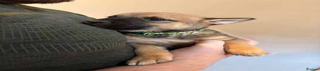 Light green collar 
