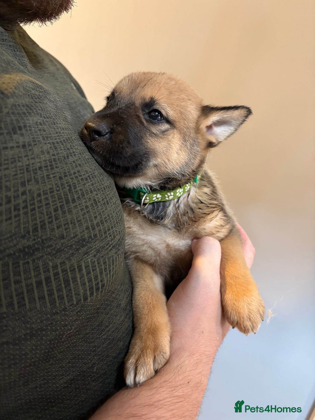 Mixed Breed dogs for sale: Siberian husky cross belgian malinois - Image 6