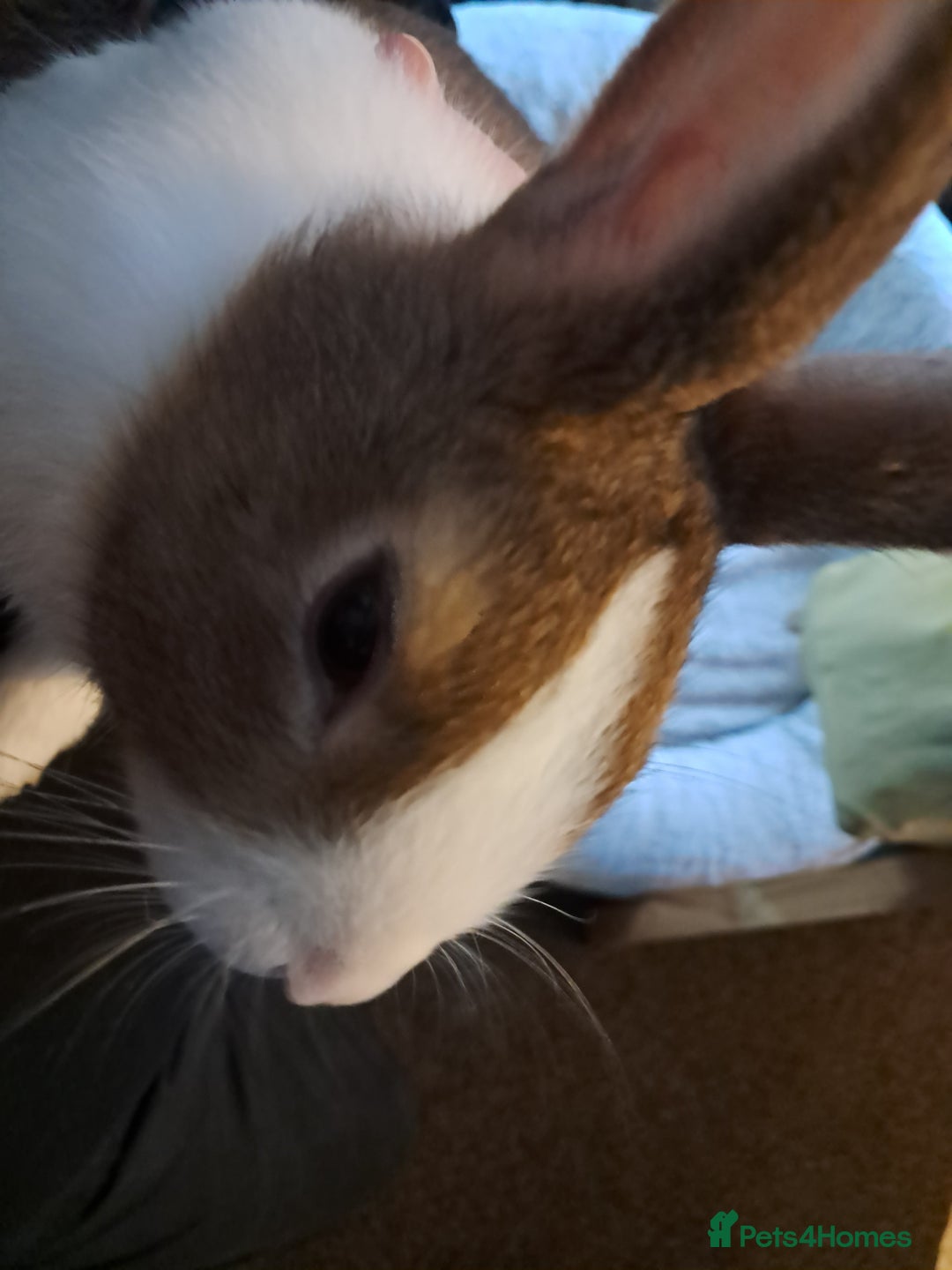 Dutch rabbits for sale: 1 baby male rabbit  - Advert 3