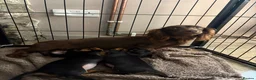 Miniature Dachshund dogs for sale: Adorable Miniature Dachshund Puppies in Corwen - Advert 2