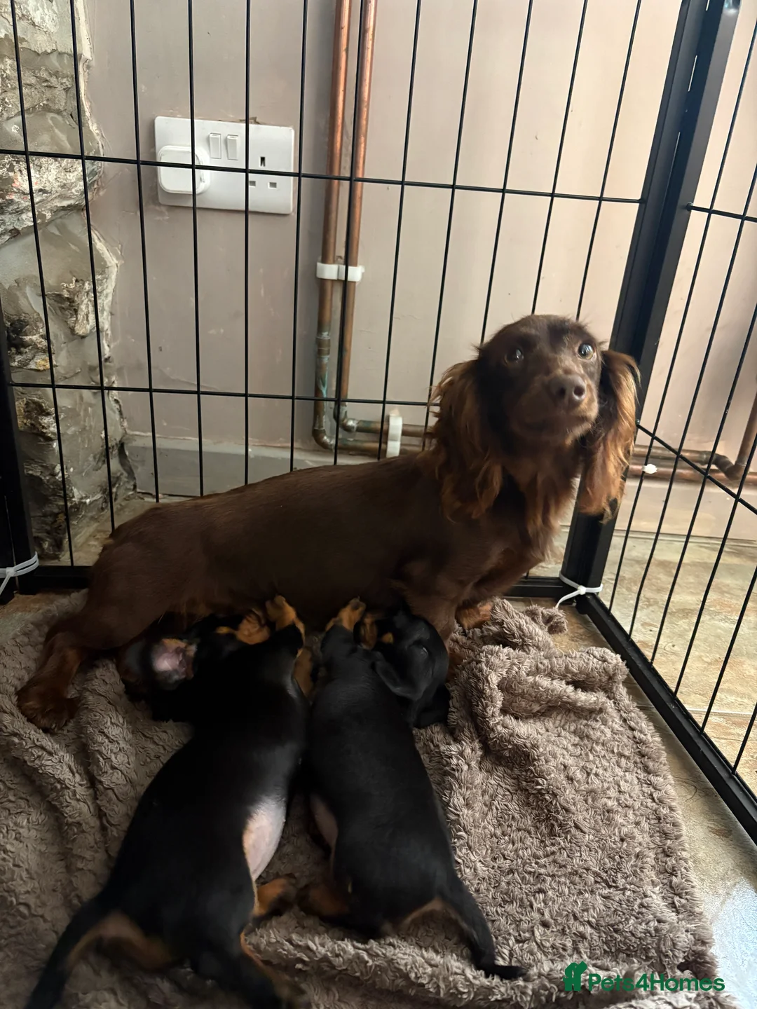 Miniature Dachshund dogs for sale: Adorable Miniature Dachshund Puppies in Corwen - Advert 2