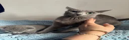 Russian Blue cats for sale: Pure pedigree Russian blue kittens  - Advert 6