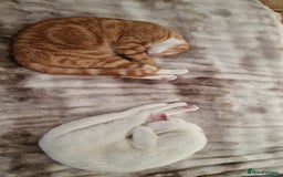 Mixed Breed cats for sale: 2 sister looking for new home  - Image 2
