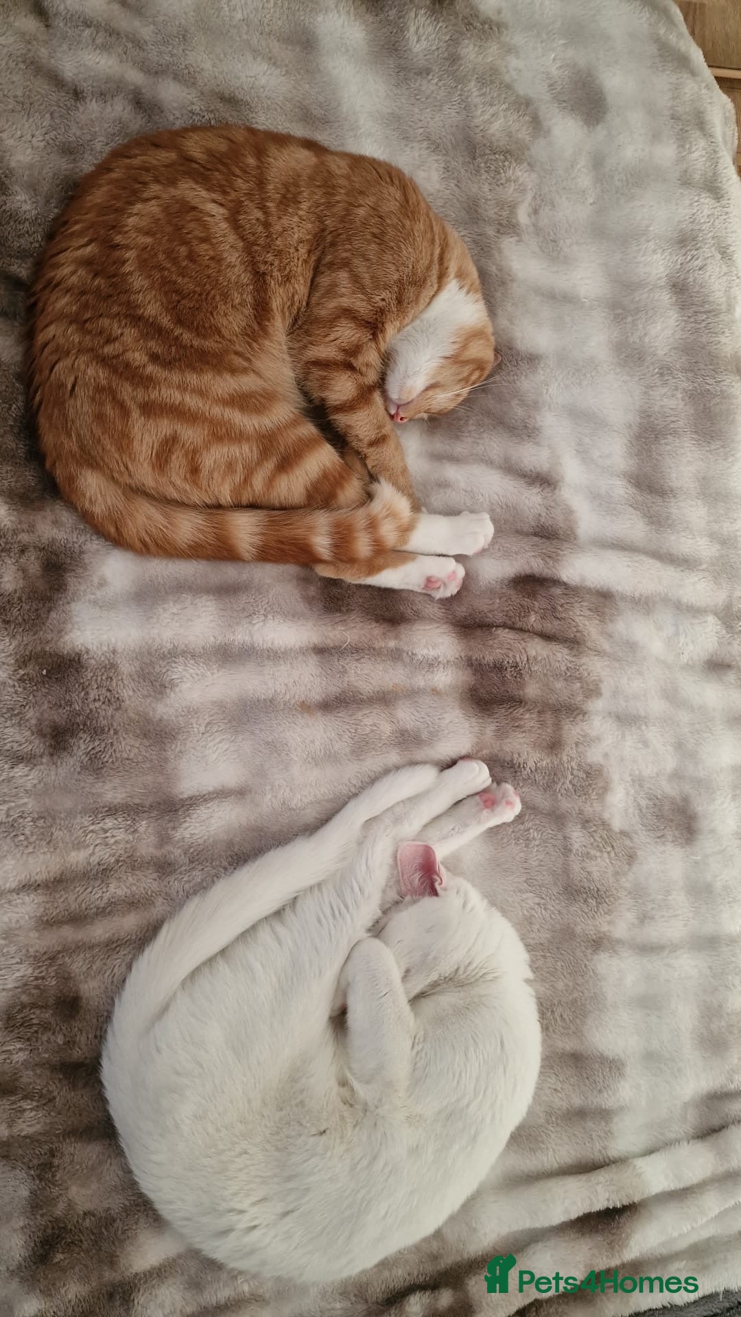 Mixed Breed cats for sale: 2 sister looking for new home  - Image 2