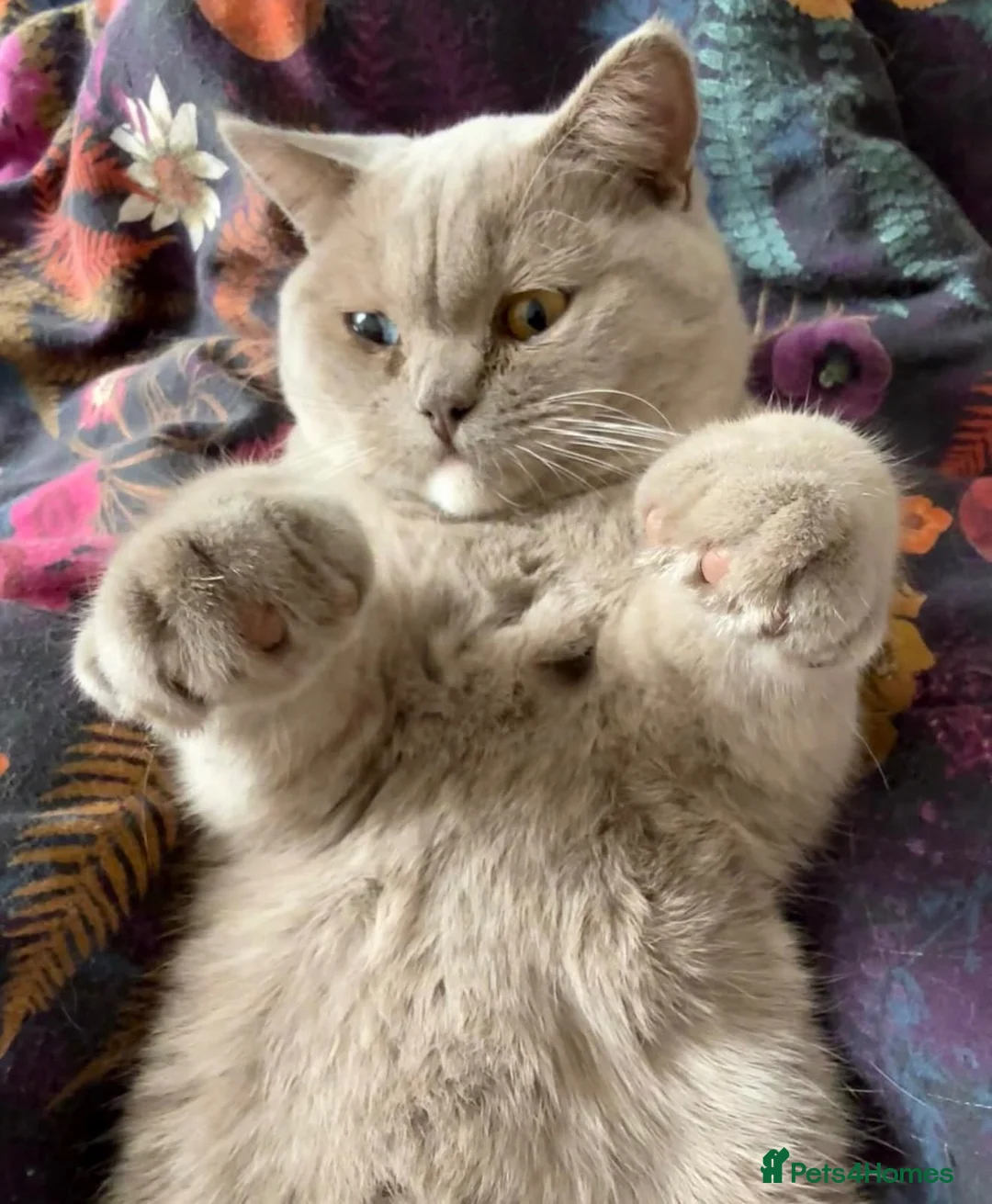 British Shorthair cats for sale: 💜 Stunning odd-eye lilac boy - 13 months 💜 - Advert 5