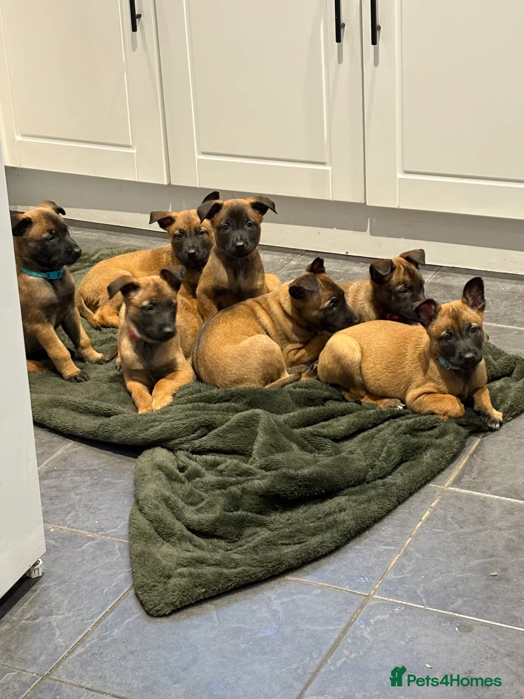 Belgian Shepherd Dog dogs for sale: Belgian Malinois Puppies - Advert 1