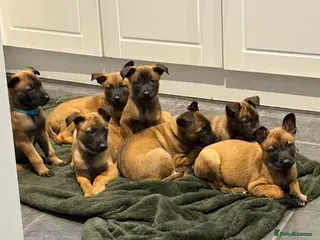Belgian Shepherd Dog dogs Belgian Malinois Puppies - Advert 2