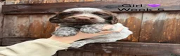 Cocker Spaniel dogs for sale: KC registered cocker spaniel puppies  - Advert 5