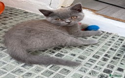British Shorthair cats for sale: 🏡 Vaccinated Bsh kittens - GCCF parents - Image 2