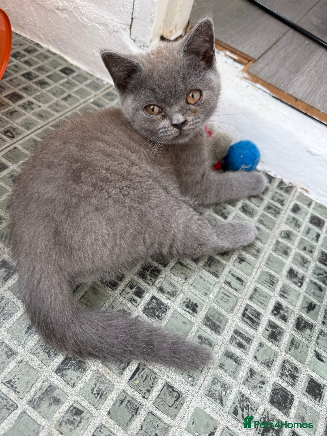British Shorthair cats for sale: 🏡 Vaccinated Bsh kittens - GCCF parents - Image 2