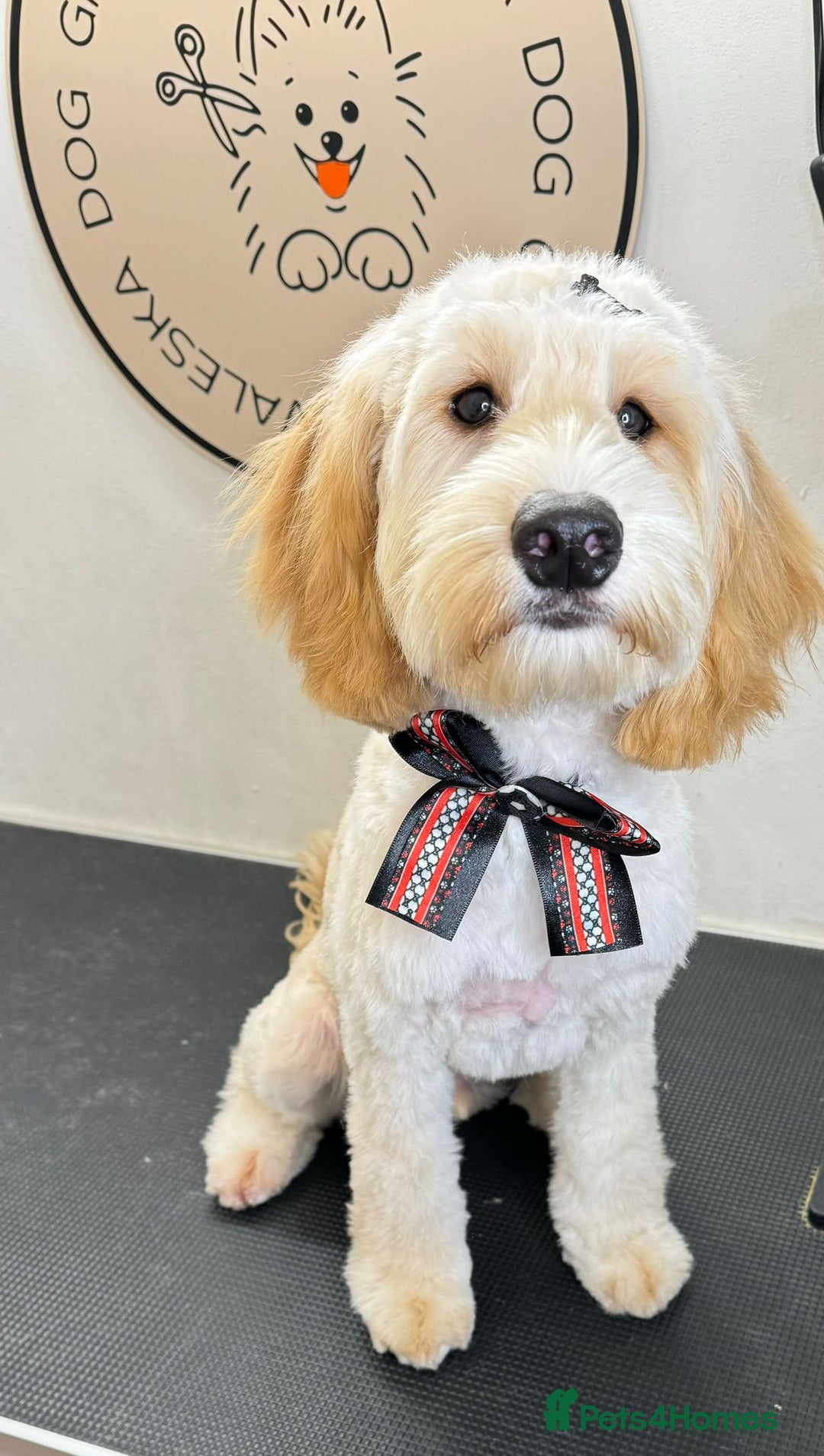 Cockapoo dogs for sale: Loving home needed for our dog Fergie - Image 6