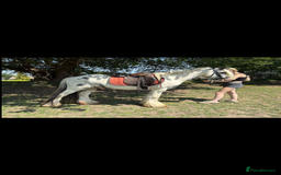 Irish Cob horses for sale: beautiful kids pony project ❤️ - Image 11