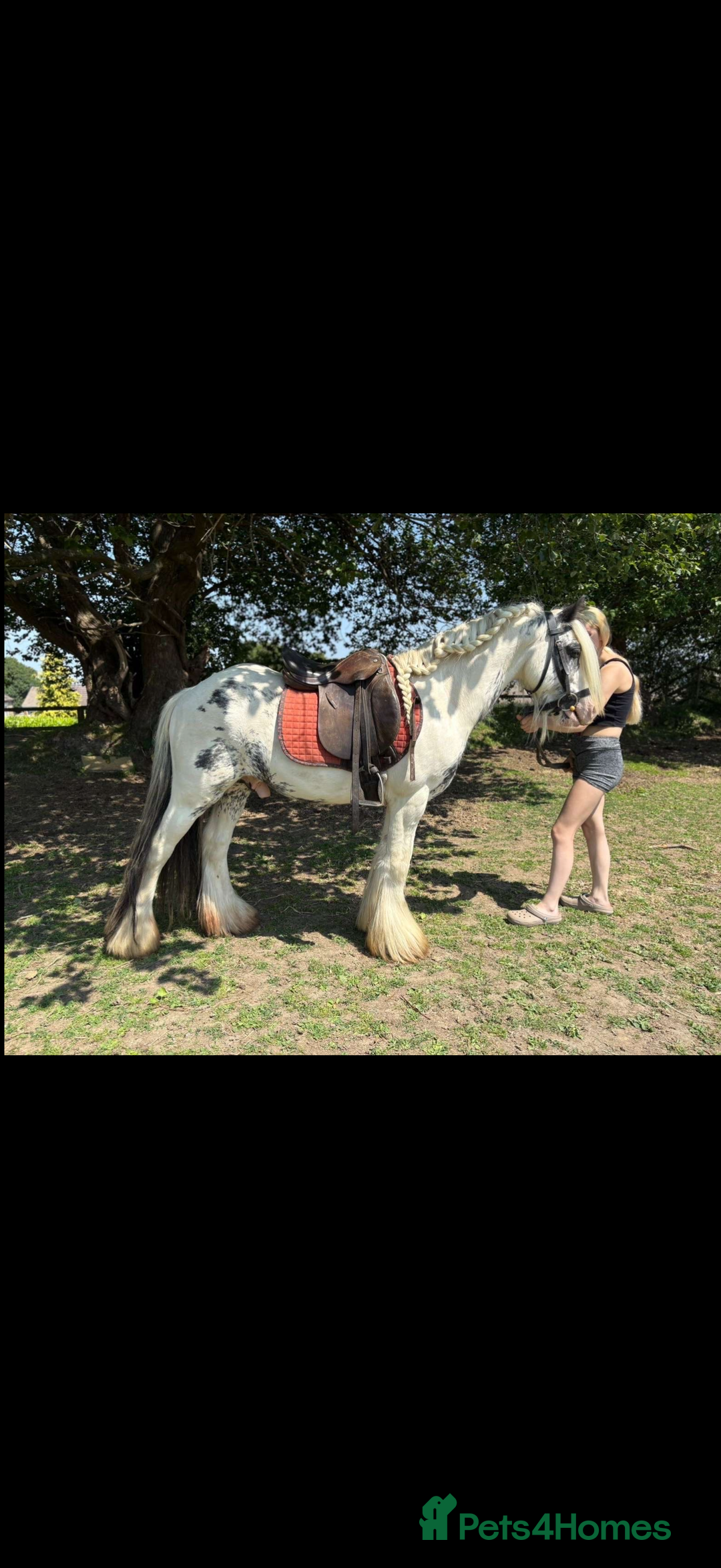 Irish Cob horses for sale: beautiful kids pony project ❤️ - Image 11