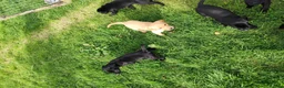 Labrador Retriever dogs for sale: Labrador pups  in Inverurie - Advert 13