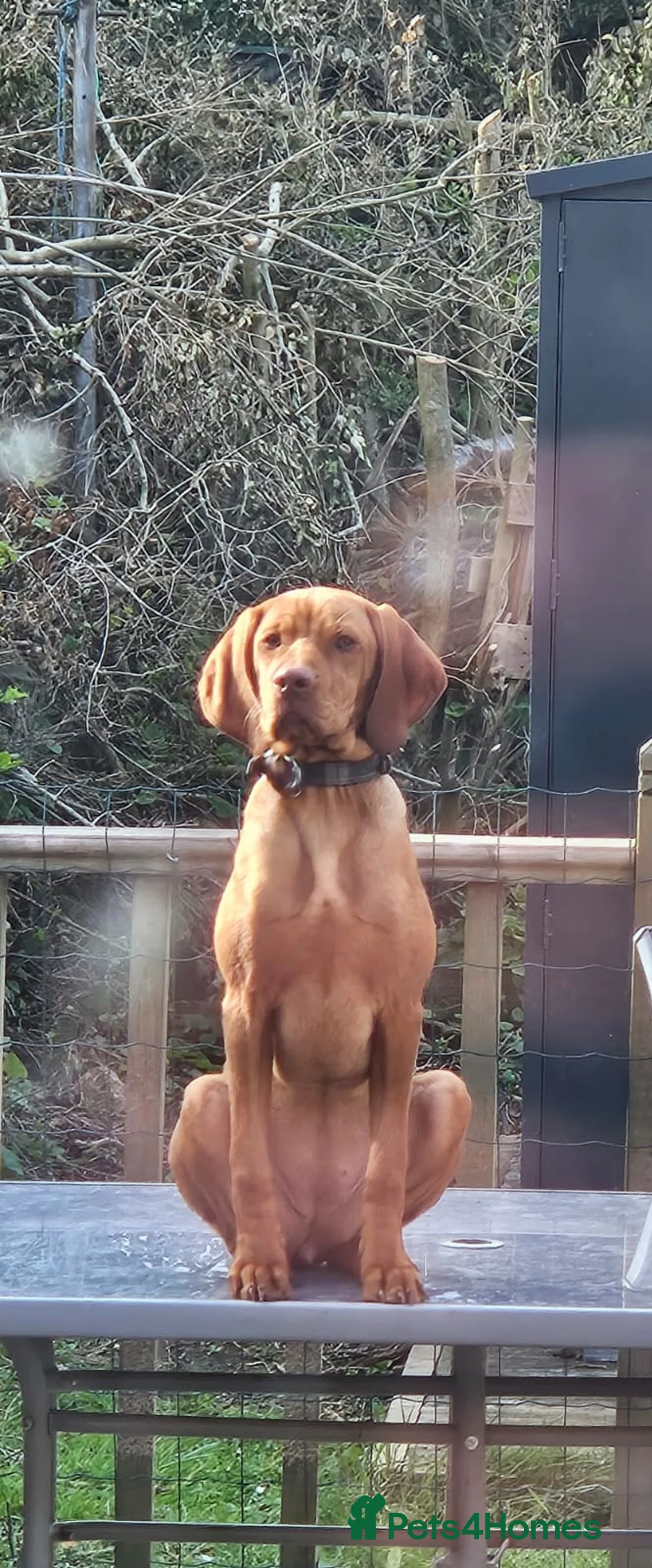 Hungarian Vizsla dogs for sale: 6 month old hungarian vizsla  in Bristol - Advert 2