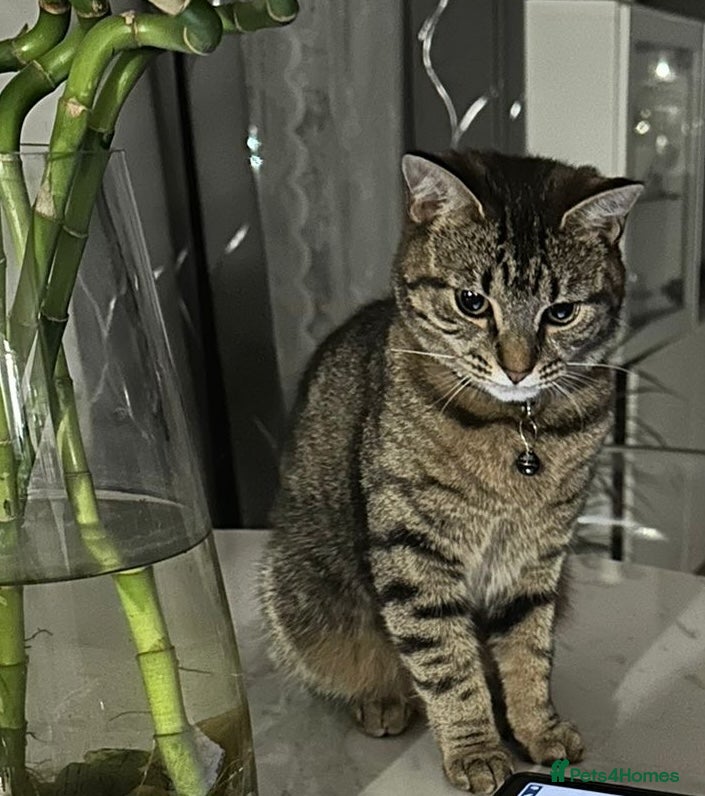 Domestic Shorthair cats Female cat for rehoming. - Advert 2