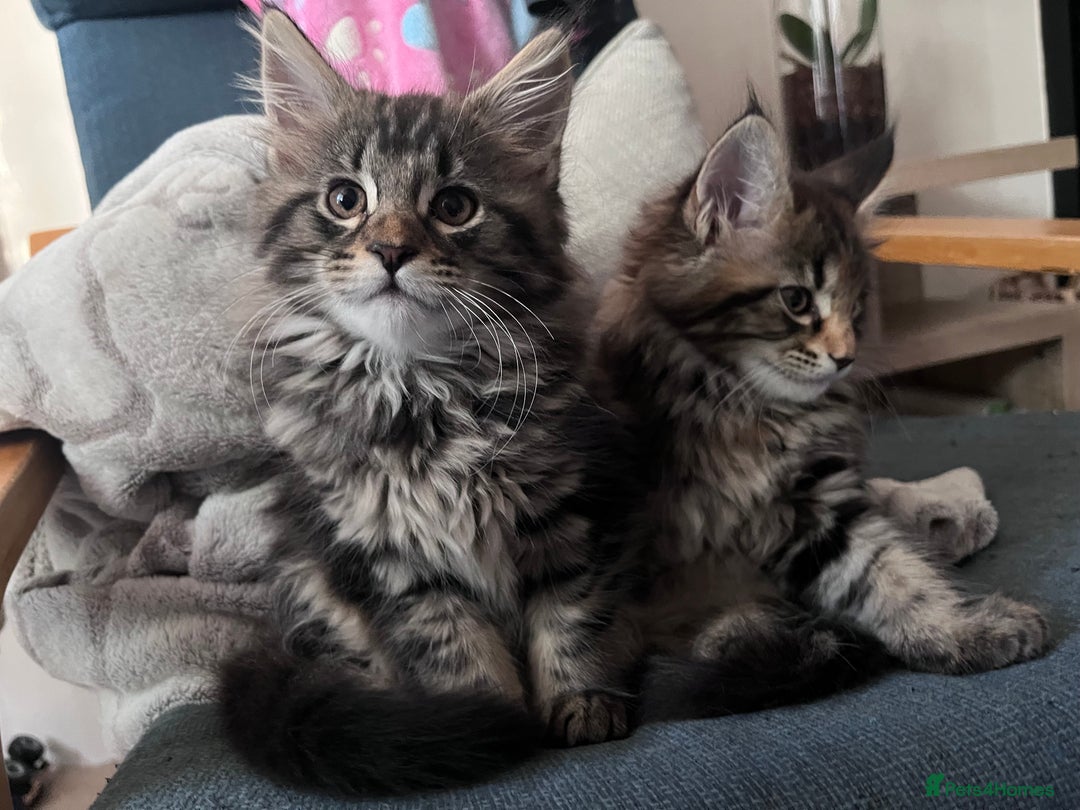 Maine Coon cats for sale: Maine coon x kittens for loving homes  in Canterbury - Image 3