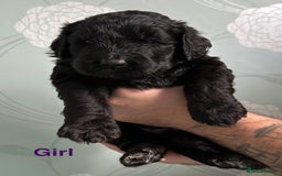 Saint Bernard dogs for sale: F1 St Berdoodle  - Image 25