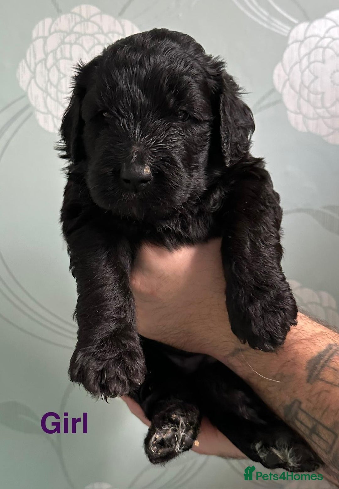 Saint Bernard dogs for sale: F1 St Berdoodle  - Image 25