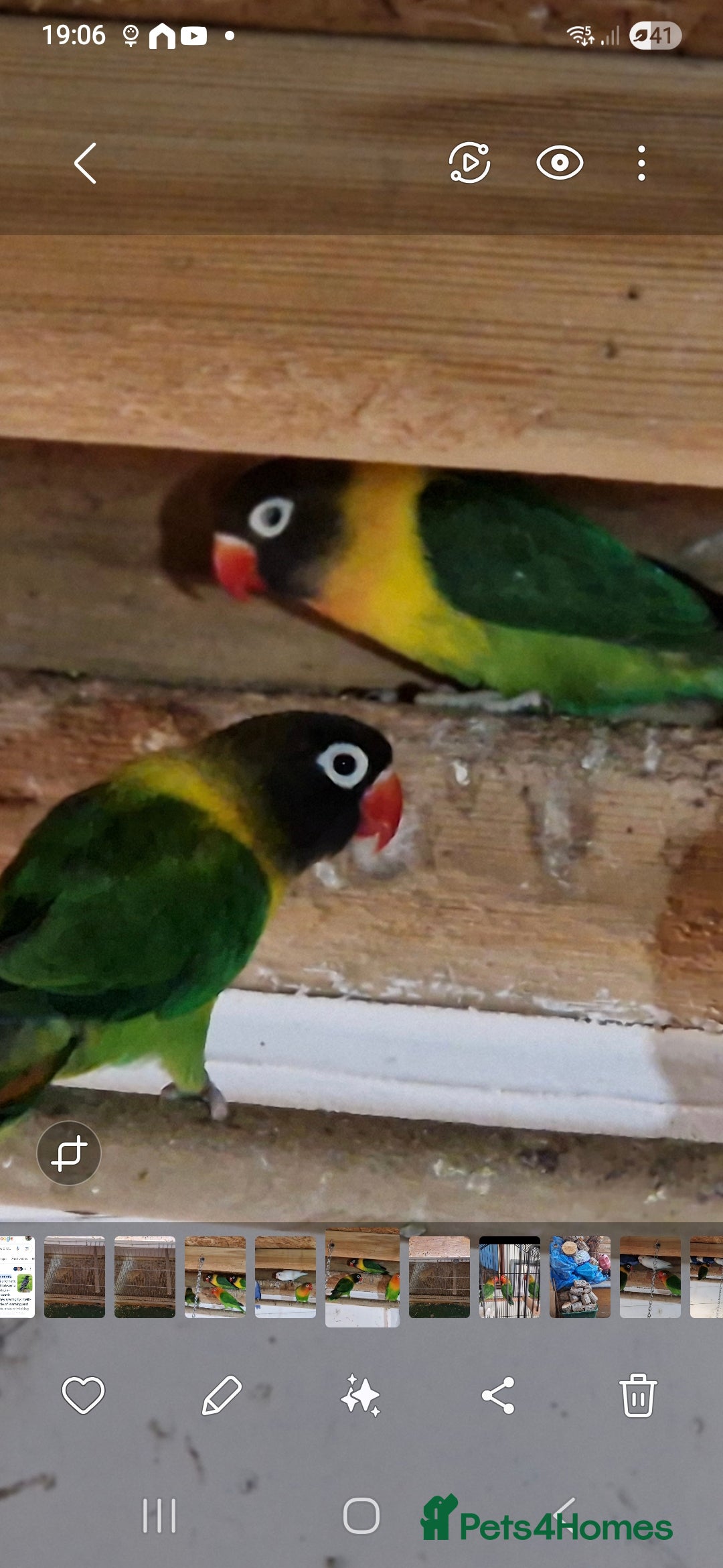 Lovebirds birds for sale: Masked lovebirds pair - Advert 1