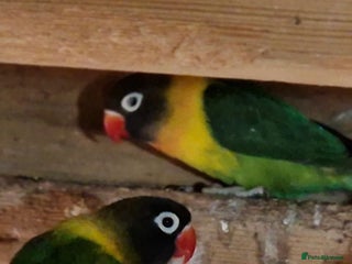 Lovebirds birds Masked lovebirds pair - Advert 1