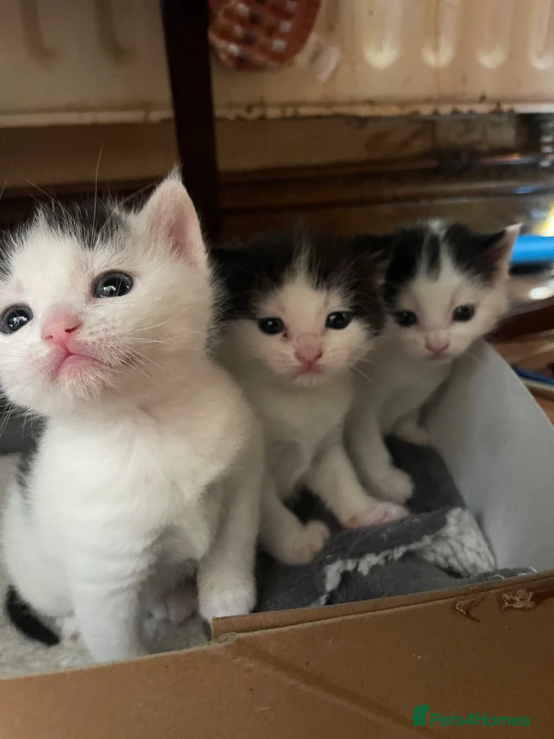 Mixed Breed cats for sale: black and white kittens for sale  - Advert 5