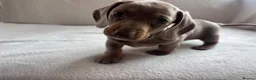 Miniature Dachshund dogs for sale: Miniature dachshund  - Advert 35