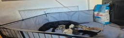 Mixed Breed dogs for sale: 12 Cane corso x Chowski royal canin fed - Advert 5